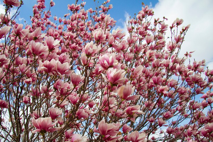 3-17-12 Magnolia tree