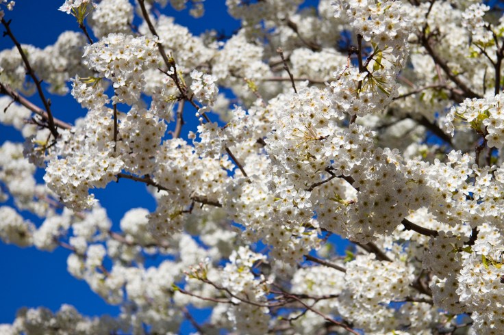 bradford pear tree