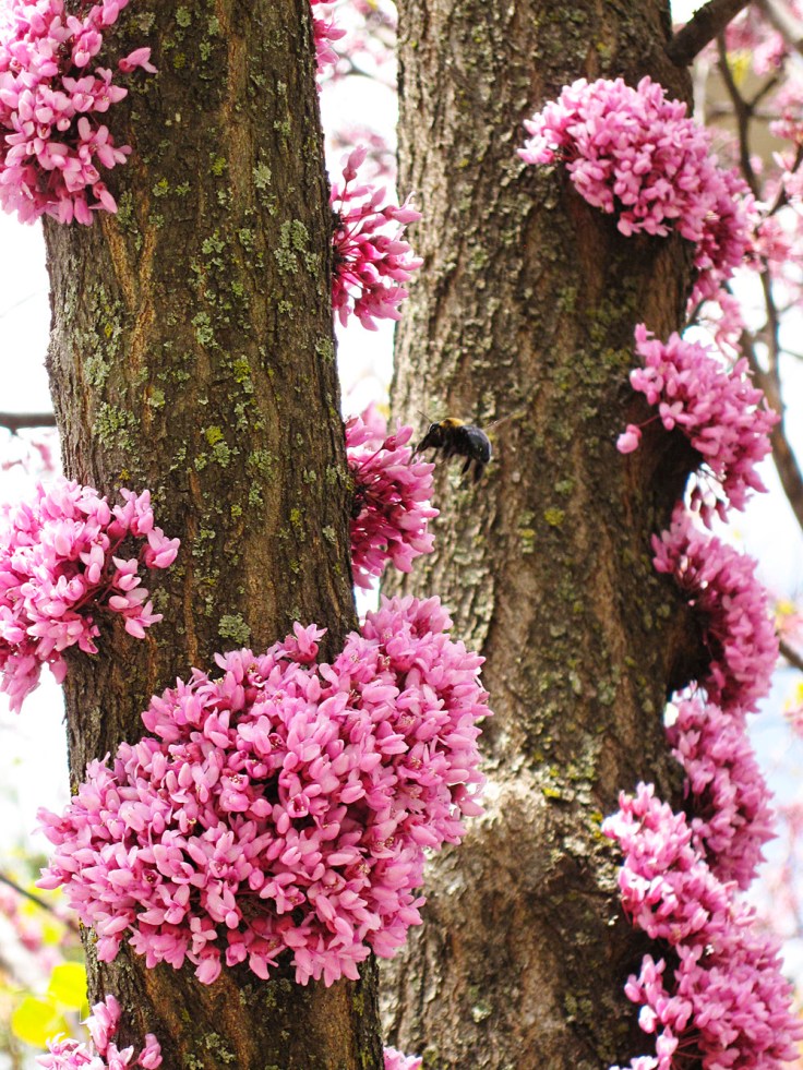 redbud tree